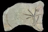 Pennsylvanian Fossil Horsetail (Annularia) - Kentucky #112900-1